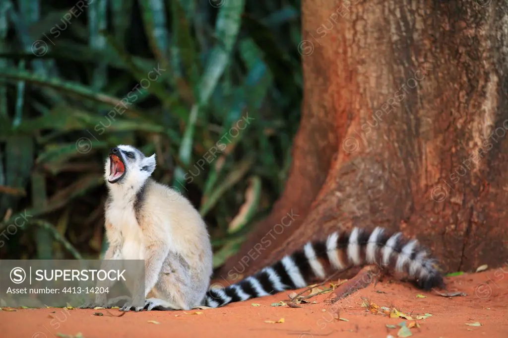 Ringed-tailed Lemur yawning Berenty reserve Madagascar