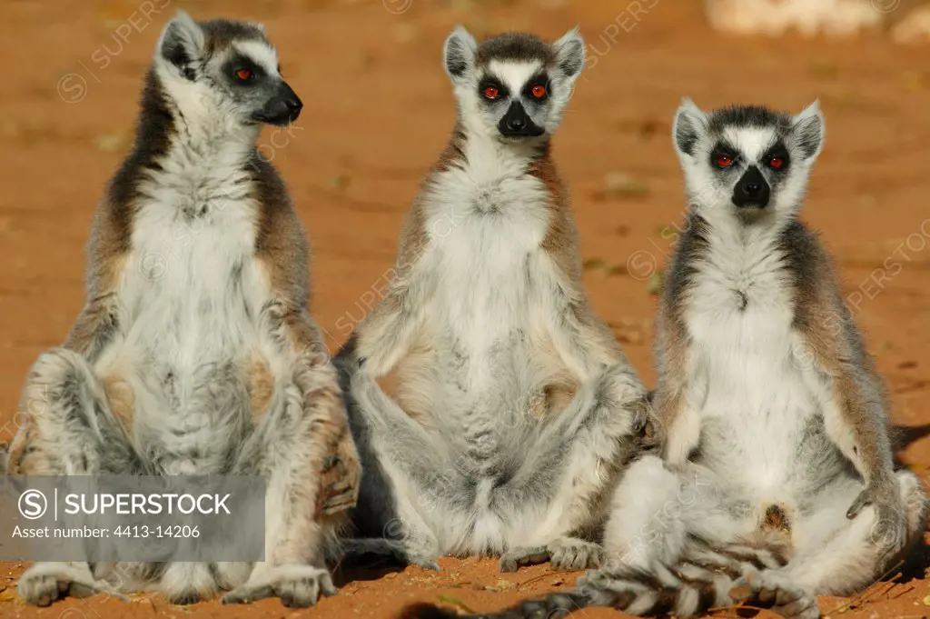 Ringed-tailed Lemurs warming themself Berenty reserve