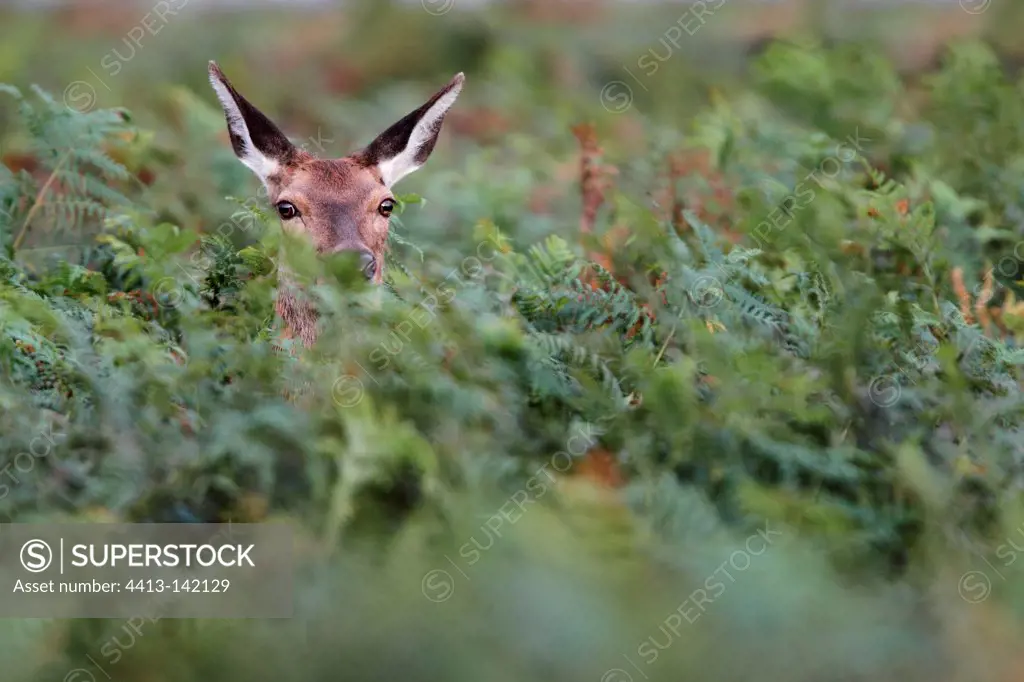 Head of Red deer hind emerging the ferns in autumn GB