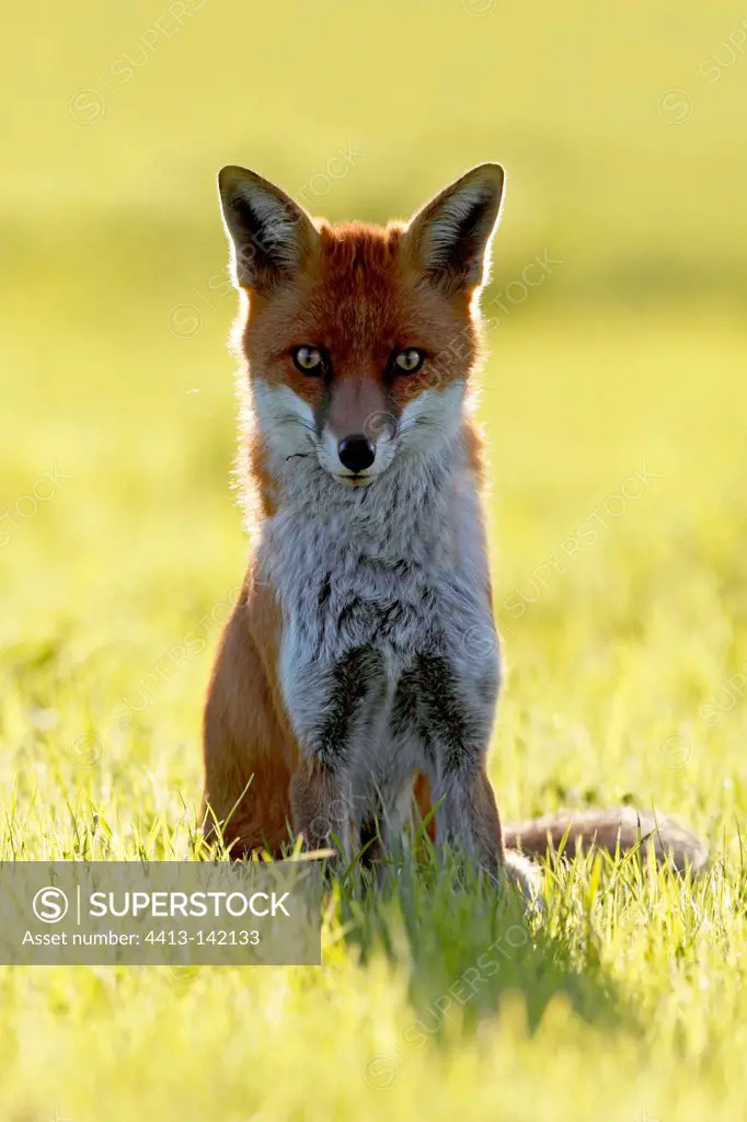 Vixen sitting in the grass GB