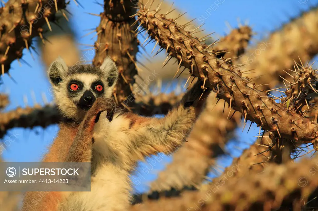 Ringed-tailed Lemur in a spiny tree Berenty reserve
