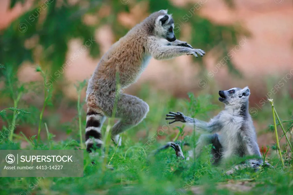 Young Ringed-tailed Lemurs playing Berenty reserve