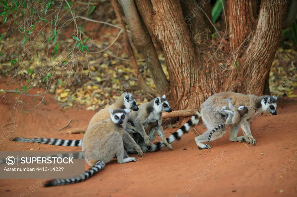 Ringed-tailed Lemurs Berenty reserve Madagascar