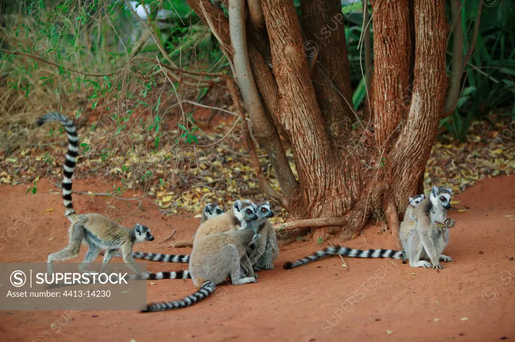 Ringed-tailed Lemurs Berenty reserve Madagascar