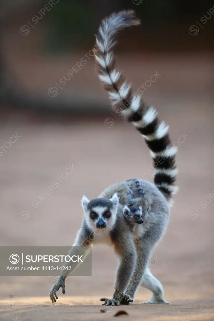 Ringed-tailed Lemur female and young Berenty reserve