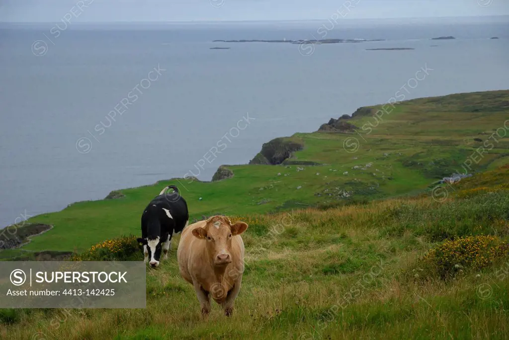 Cows in Clifden Bay Ireland