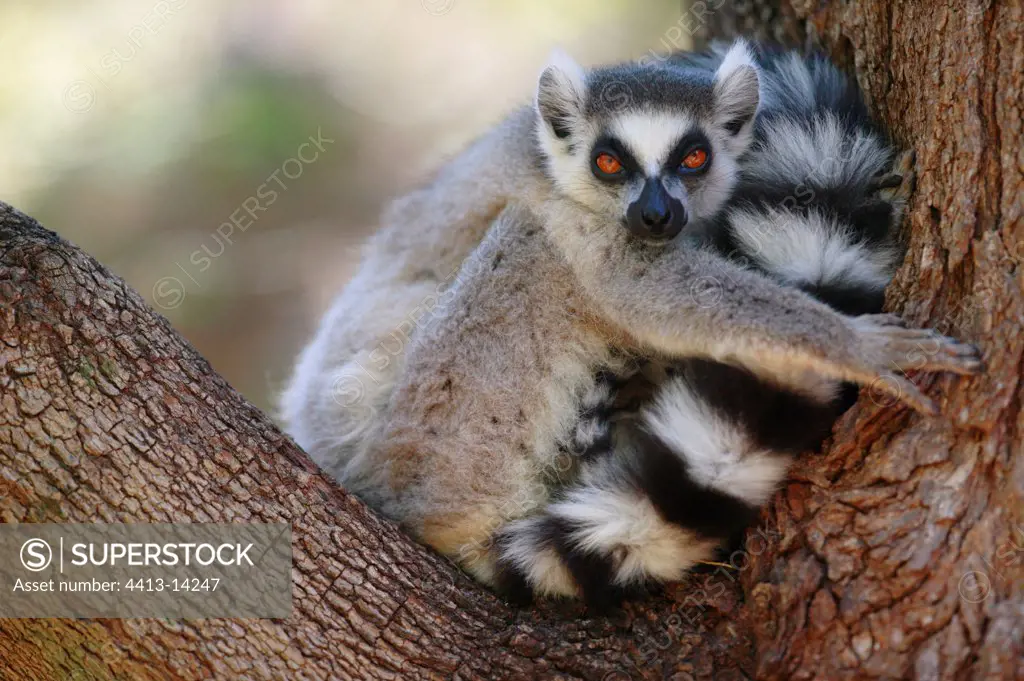Ringed-tailed Lemur resting in a tree Berenty reserve