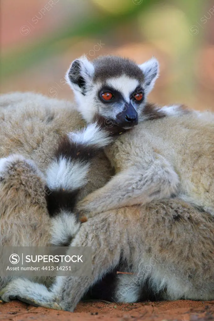 Ringed-tailed Lemurs resting Berenty reserve