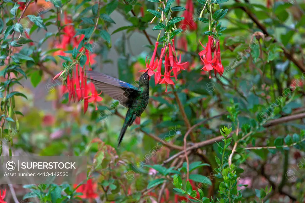 Hummingbird gathering nectar from a flower red Peruvian Andes