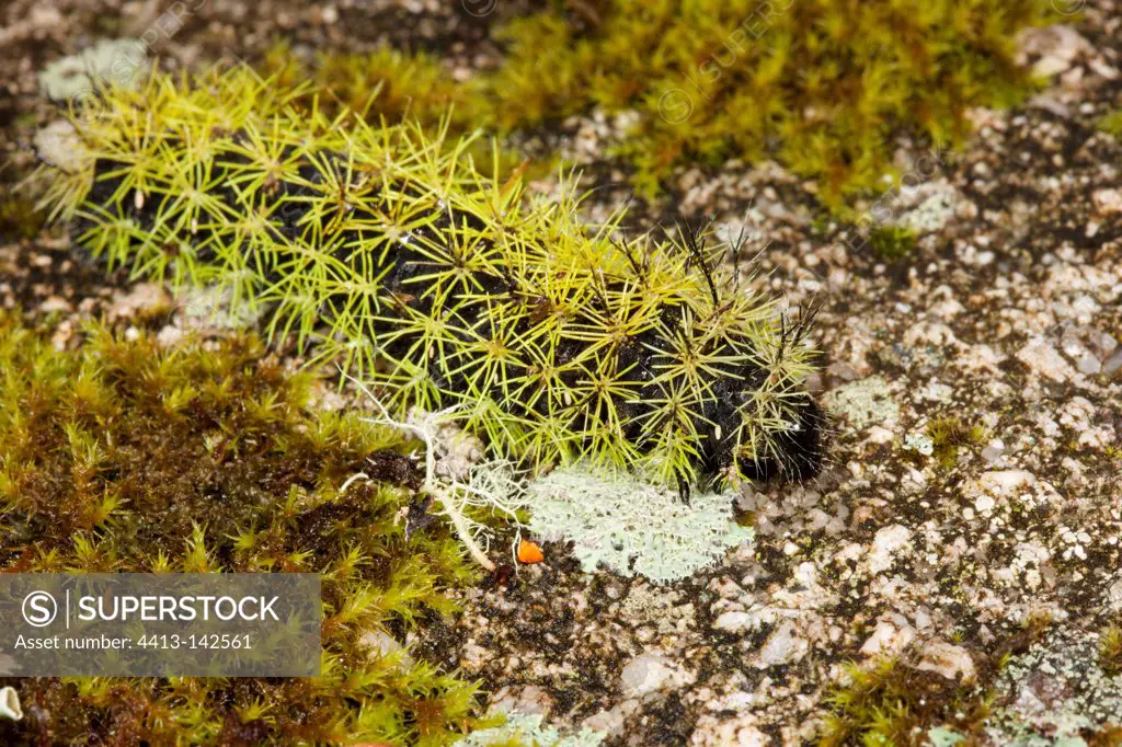 Spiny Green Caterpillar on rock with moss Andes Peru
