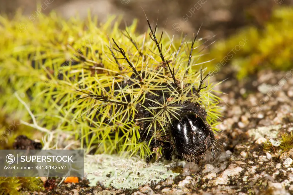 Portrait of Spiny Green Caterpillar Andes Peru