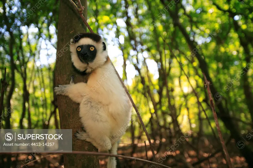 Verreaux's Sifaka Berenty reserve Madagascar