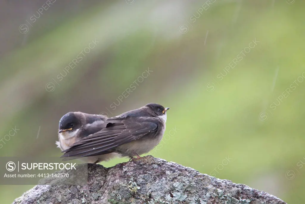 Juvenile Blue and White Swallow on a rock Andes Peru