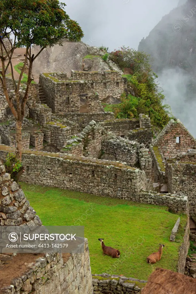 Lamas in the temple of the Condor Machu Picchu Peru Andes