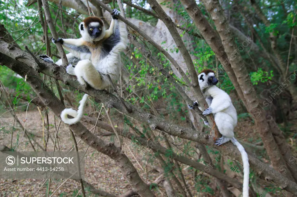Verreaux's Sifakas Berenty reserve Madagascar