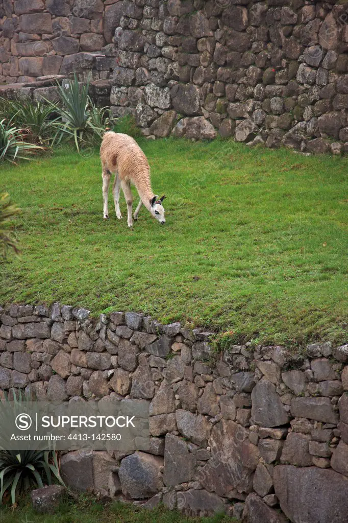 Llama grazing in the ruins of Machu Picchu Peru Andes