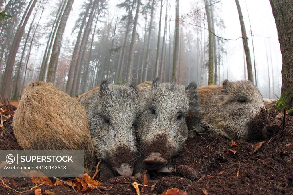 Group Wild Boars sleeping in the forest in autumn