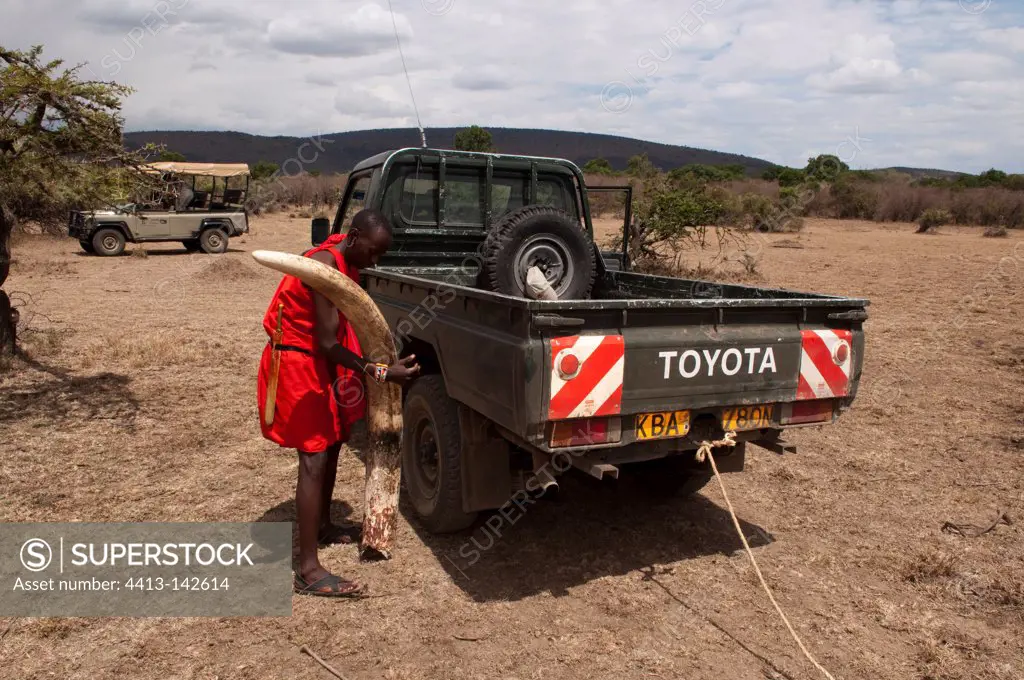 Masai and tusk removed by Ranger from Elephant dead naturaly