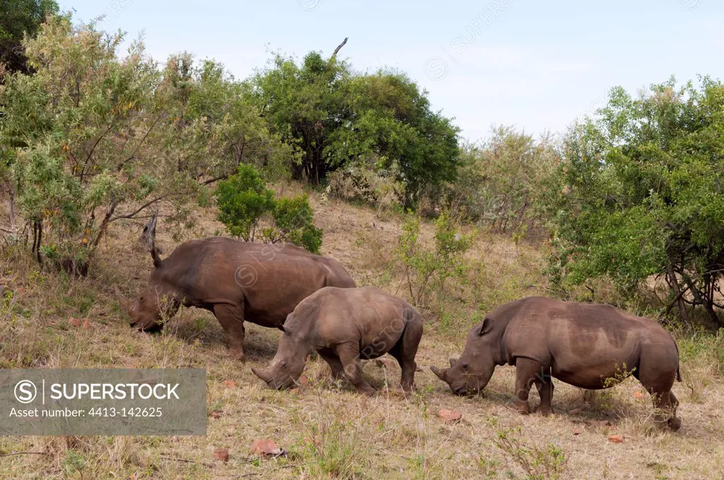 White Rhinoceros in the savannah Masai Mara Kenya