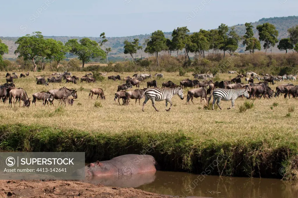 Wildebeest and zebras in the savannah and Hippopotamus in water