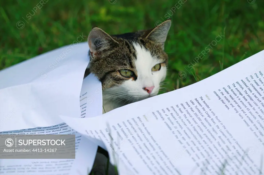 Ordinary cat playing with the sheets of a manuscript