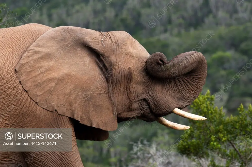 African Elephant rubbing with his trunk South Africa