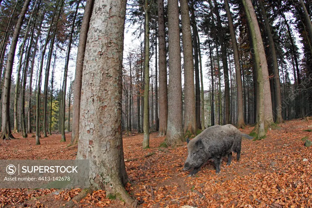 Wild Boar walking in a beech forest in autumn