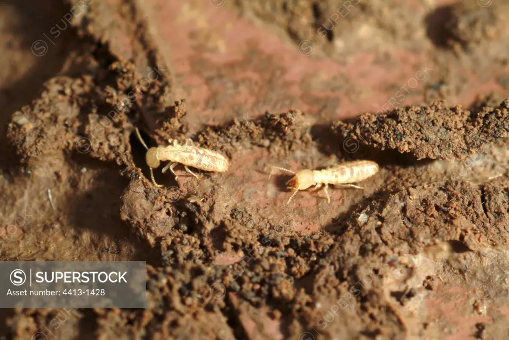 Endemic termites France