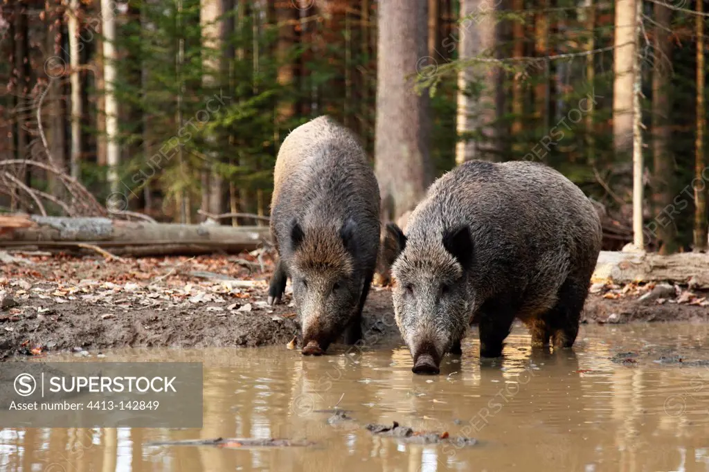 Two Wild Boars drinking in a muddy pool in autumn