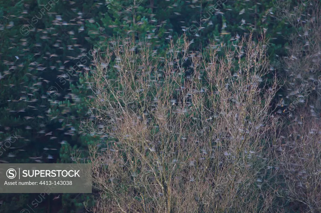 Trees with enormous winter migration of Bramblings Spain