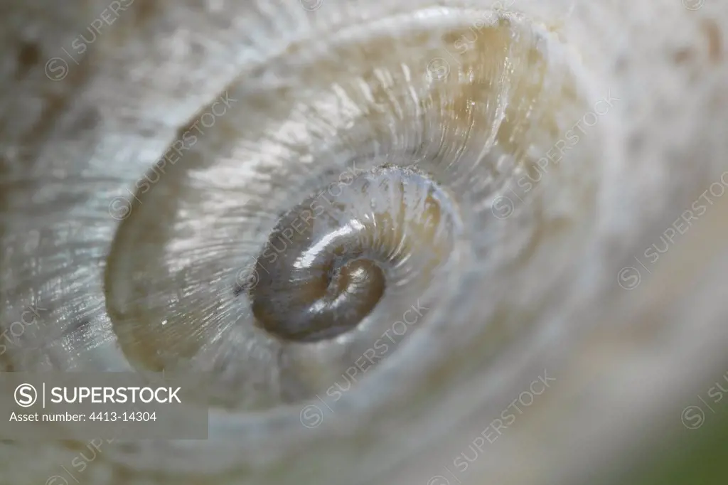 Detail of a snail shell