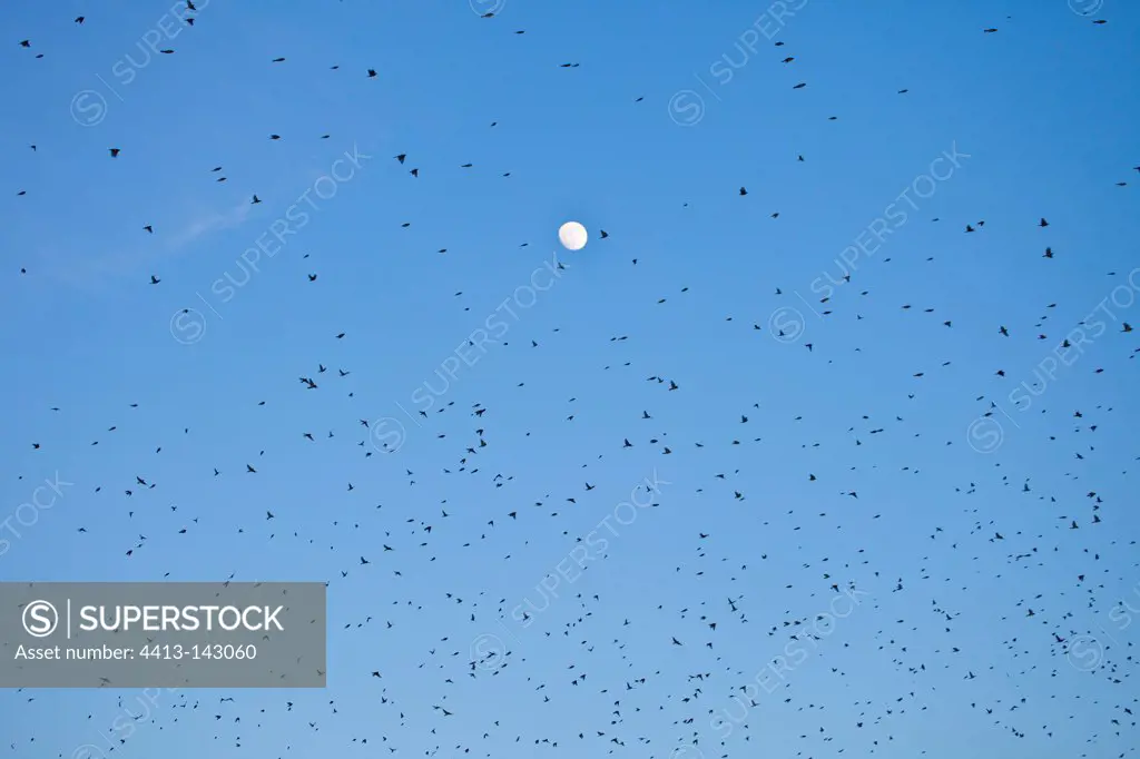 Great winter migration of Bramblings in the sky Spain