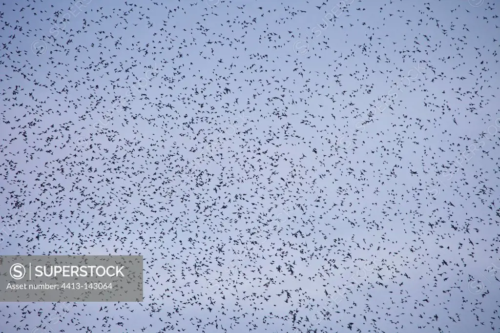 Great winter migration of Bramblings in the sky Spain