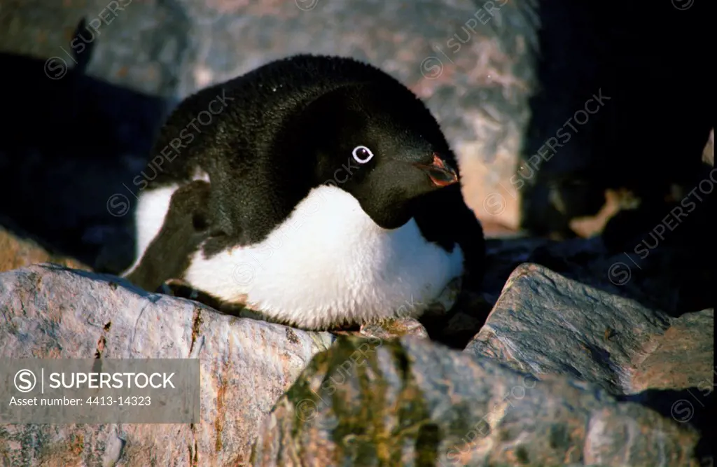 Adult Adelie penguin brooding on her rock nest