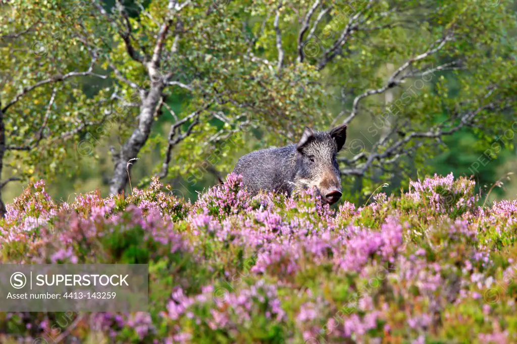 Wild Boar on the moor in Highland in Scotland