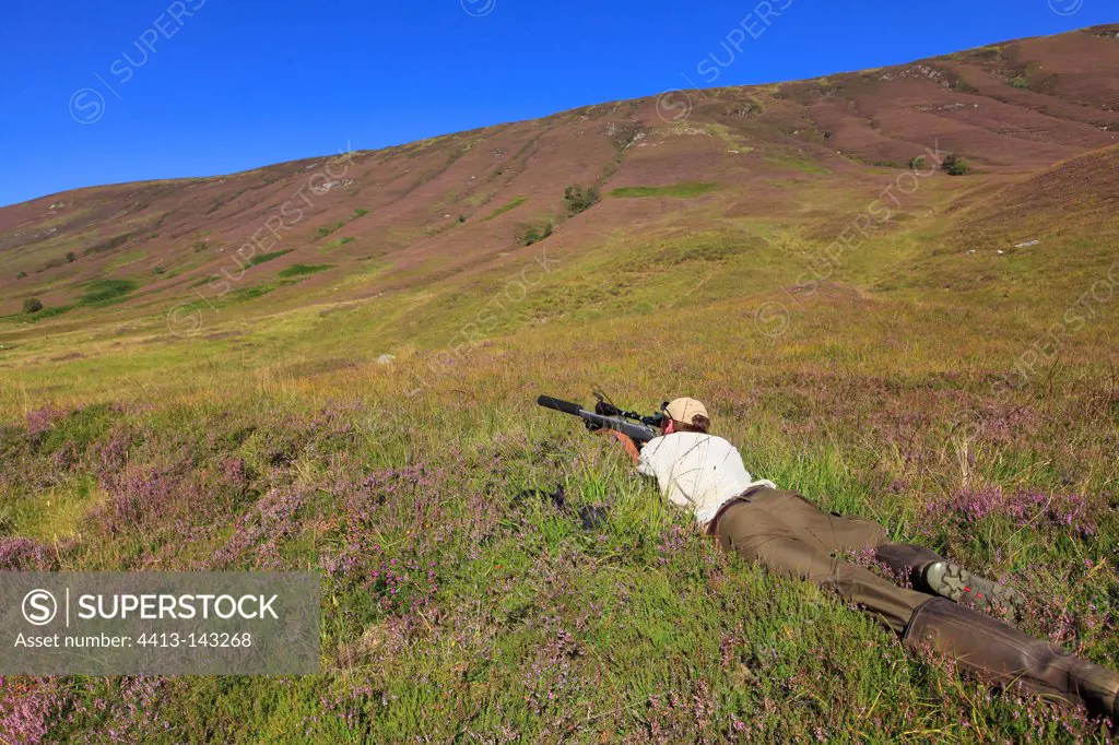 Sika deer hunting on private property in Scotland