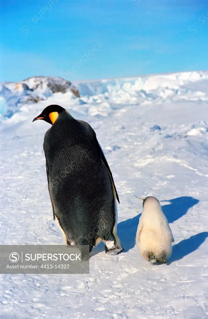 Emperor penguin leaving at sea followed by his chick