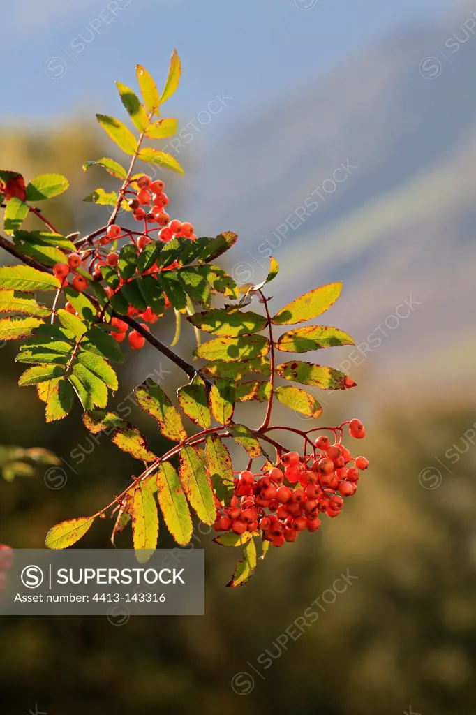 Rowan fruits in Scotland