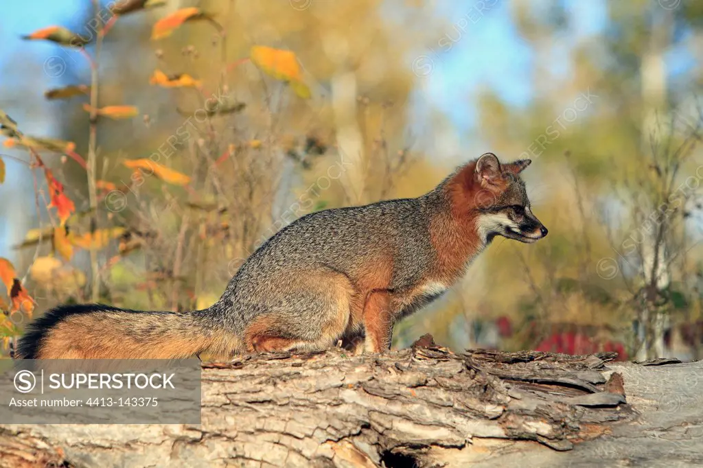 American gray fox sitting on a tree trunk Minnesota USA