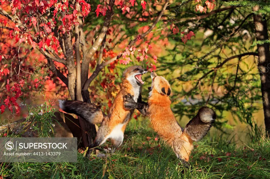Two red foxes fighting
