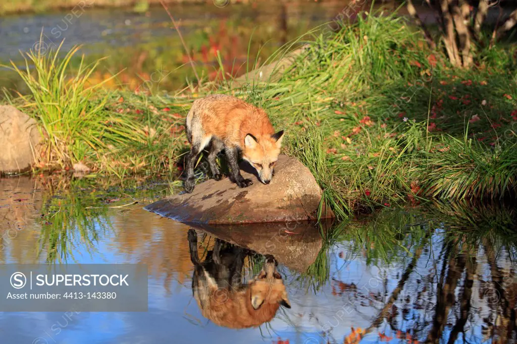 Red Fox at the water's edge