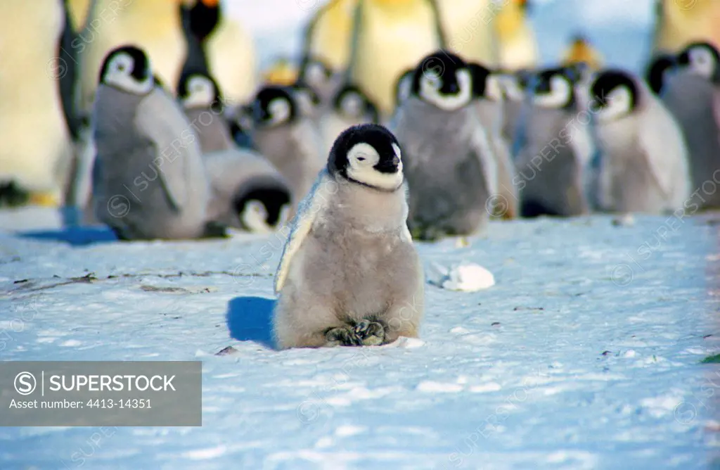 Chick thinned down and weak Emperor penguin