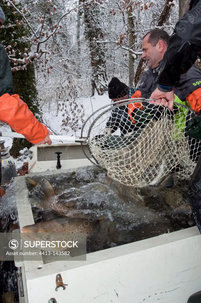 Capture of lake trout to reproduce Switzerland