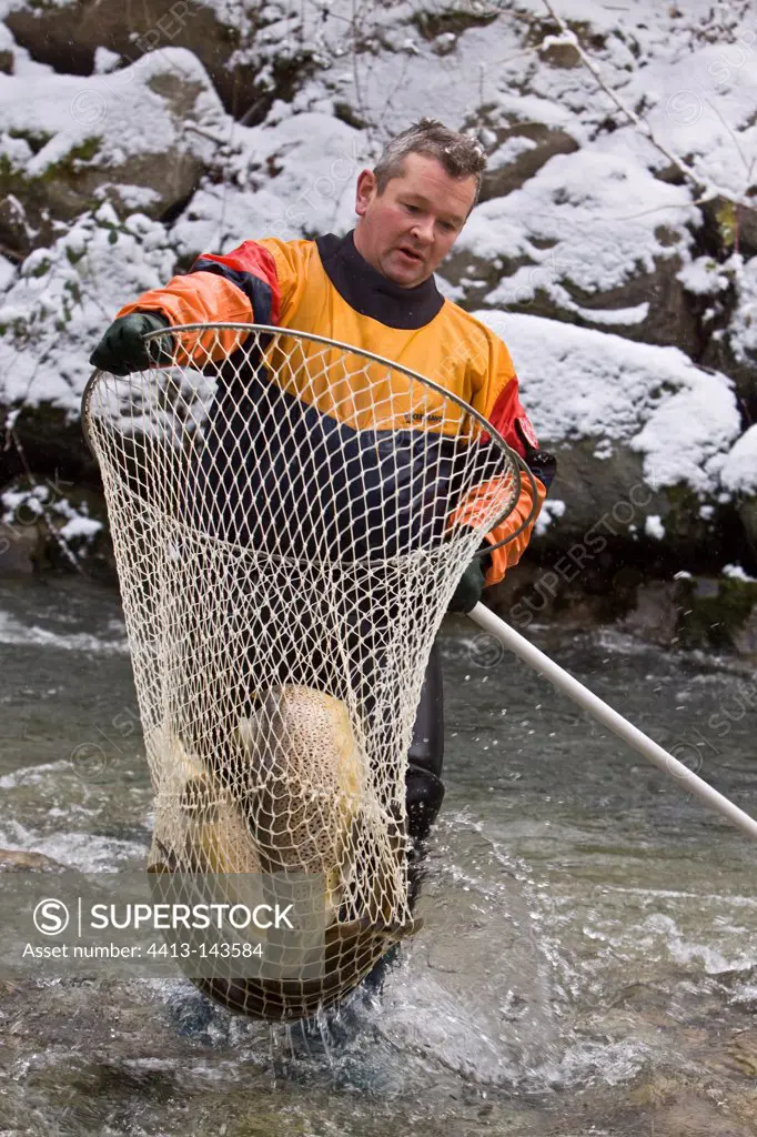 Capture of lake trout to reproduce Switzerland