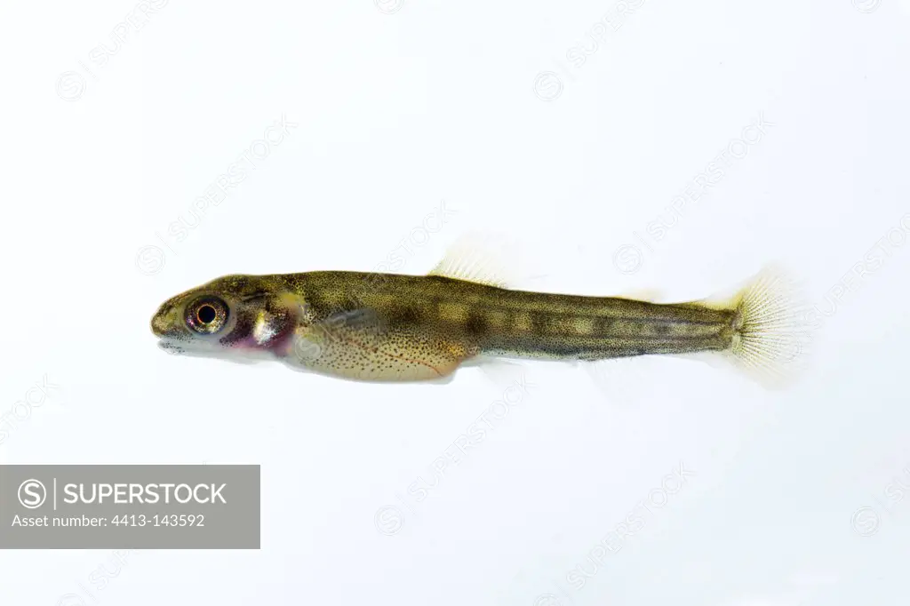 Lake trout fry on white background Switzerland - SuperStock