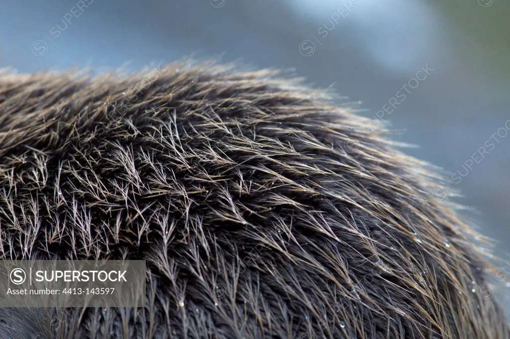 Fur of European Beaver in winter Vaud Switzerland