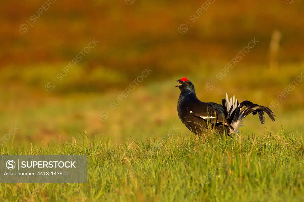 Male black grouse parade in grass Swiss Alpine foothills