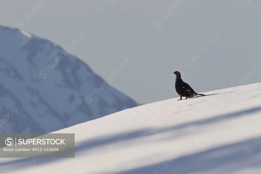 Male black grouse parade in snow Swiss Alpine foothills