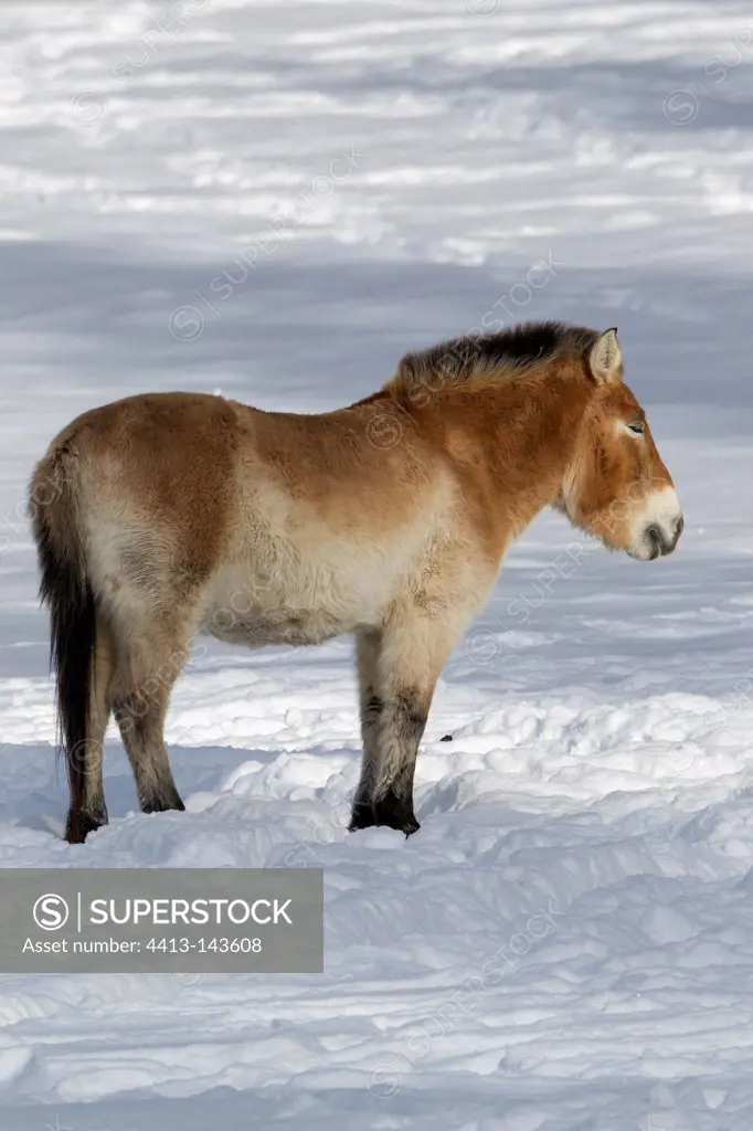 Przewalski's horse in the snow Switzerland