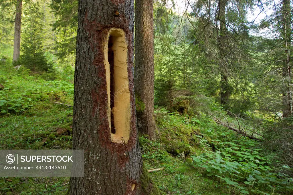 Black Woodpecker hole in the trunk of a tree Swiss Alps